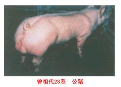 斯格配套系豬