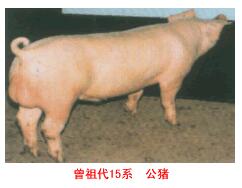 斯格配套系豬