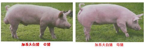 大白豬