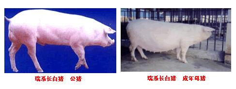 瑞系長白豬