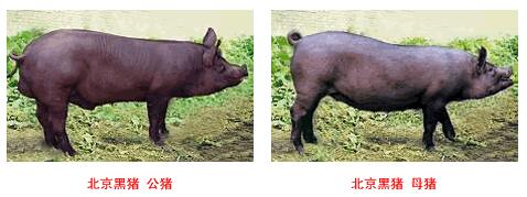 北京黑豬