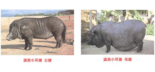 滇南小耳豬