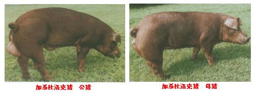 加系杜洛克豬