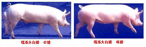 瑞系大白豬