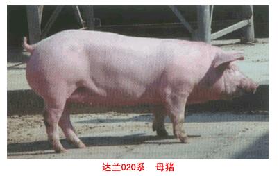 達蘭配套系豬