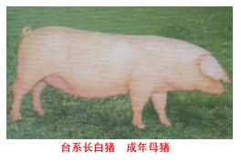 臺系長白豬