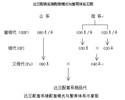 達蘭配套系豬