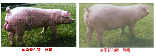 加系長白豬