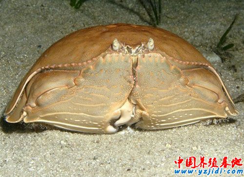 饅頭蟹是最害羞的螃蟹