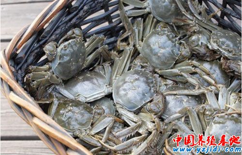 河蟹的生態養殖技術
