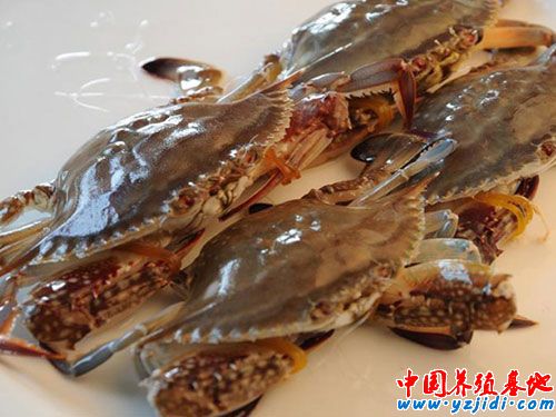 梭子蟹寄生蟲病的防治對策分析