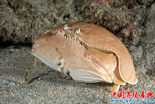 饅頭蟹是最害羞的螃蟹