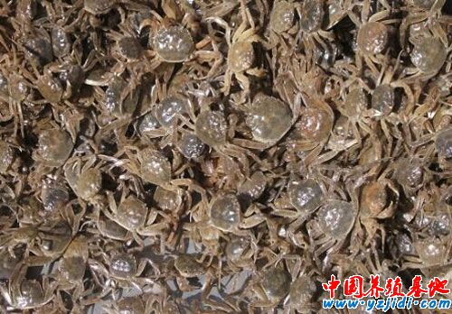 扣蟹的養殖技術
