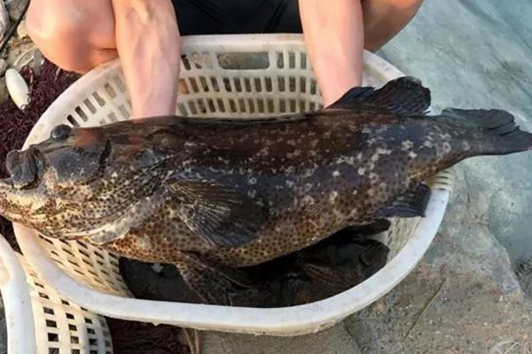 老虎斑魚多少錢一斤?2019老虎斑魚價格是多少?