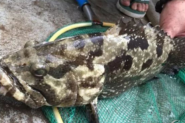 老虎斑魚多少錢一斤?2019老虎斑魚價格是多少?