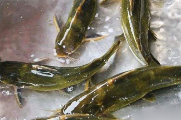 黃顙魚對水質的要求較高