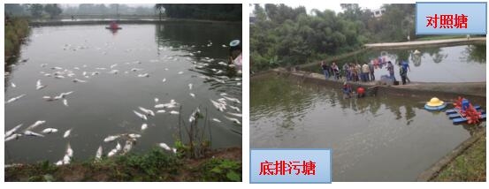 池塘底排污水質改良關鍵技術介紹