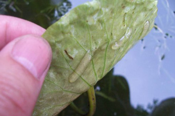 螺螄一年產幾次卵？螺螄卵是什么樣子？