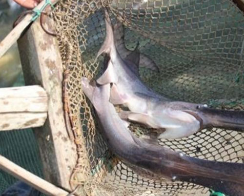 鴨嘴魚怎么網箱養殖?鴨嘴魚的網箱養殖技術