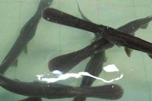 鴨嘴魚多少錢一斤?鴨嘴魚價格