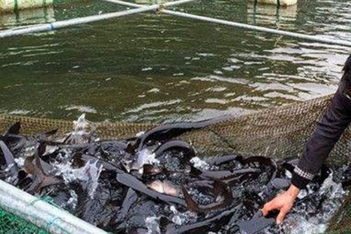 鴨嘴魚怎么養殖?鴨嘴魚養殖技術
