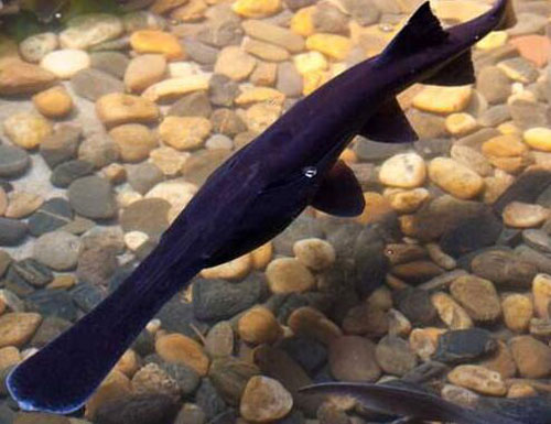 鴨嘴魚價格多少錢一斤?鴨嘴魚的營養價值和食用做法