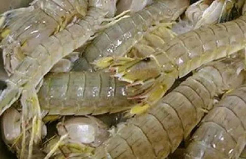 中國哪里有在養殖皮皮蝦?我國哪個地方有養皮皮蝦[蝦蛄]？