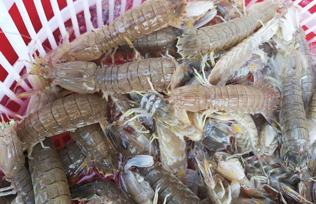 皮皮蝦養殖的水質管理