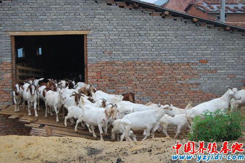提高夏洛萊種公羊初次配種成功率的探討