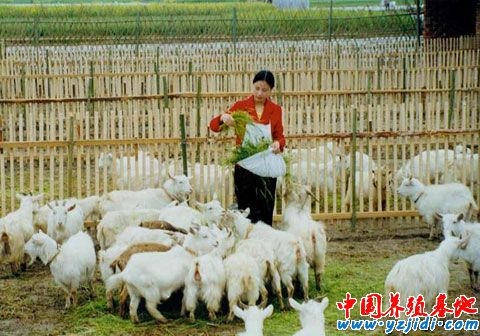 秋季是羊的最佳配種季節