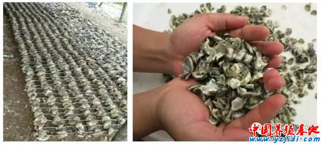 按此在新窗口瀏覽圖片