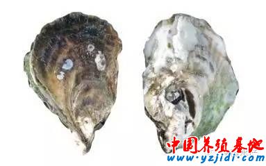按此在新窗口瀏覽圖片
