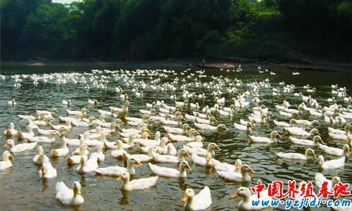 雞鴨鵝、豬牛羊 哪種肉營養價值更高？
