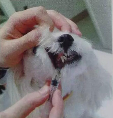 用針筒如何給狗狗喂食?