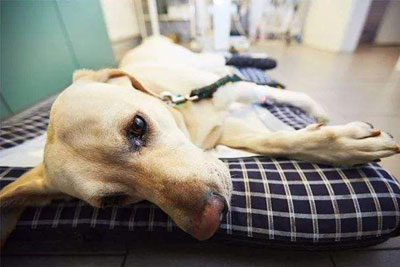 狗狗一吃飼料就嘔吐怎么回事？
