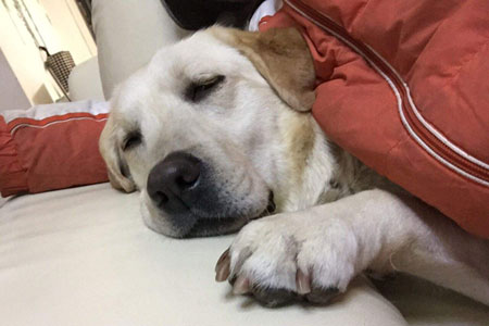 狗狗吐出來的東西呈黃色或褐色是怎么回事？