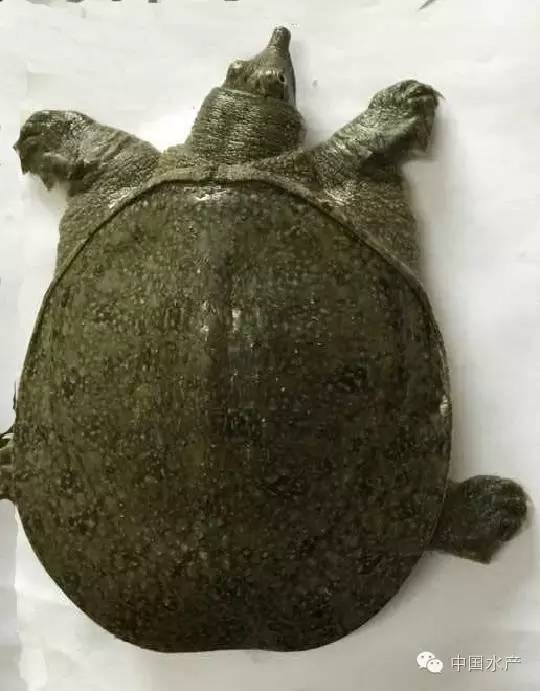 按此在新窗口瀏覽圖片