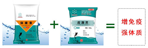 春季化冰后海參苗應激咋辦？怎樣提高海參苗的抗應激能力？