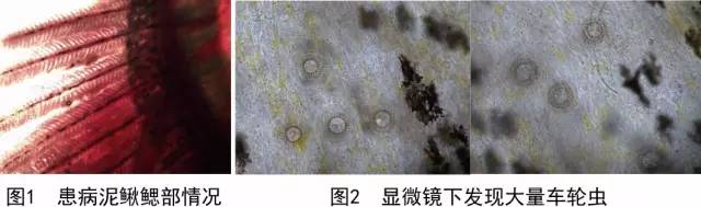 按此在新窗口瀏覽圖片
