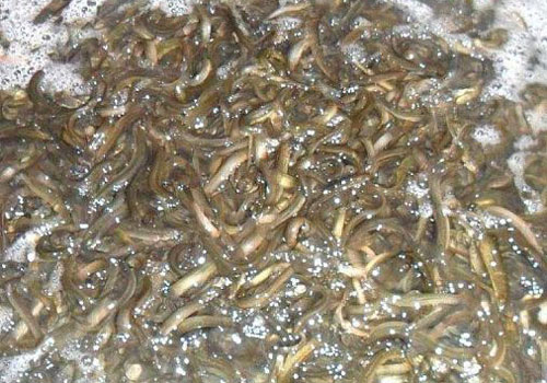 泥鰍養殖有哪些方法？