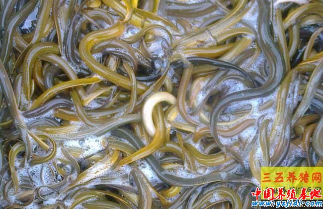 黃鱔疾病防治