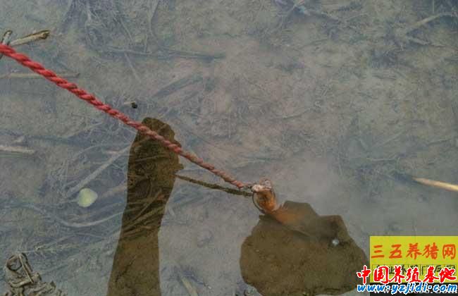 釣黃鱔有什么技巧