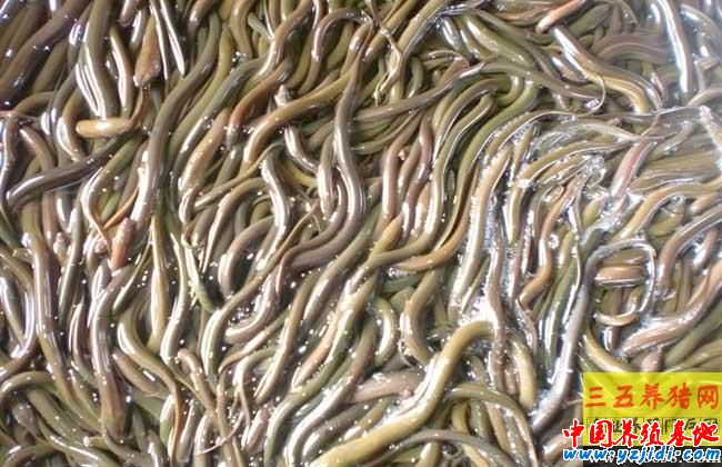養黃鱔要投資多少錢