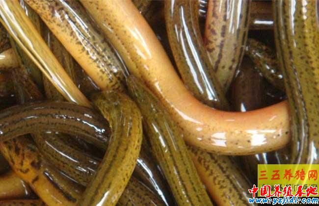 黃鱔養殖失敗的八大原因總結