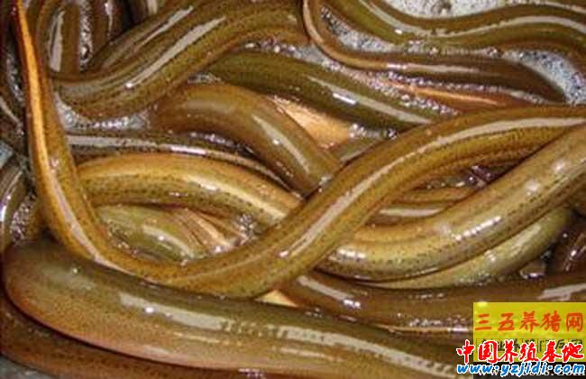 黃鱔養殖失敗的八大原因總結