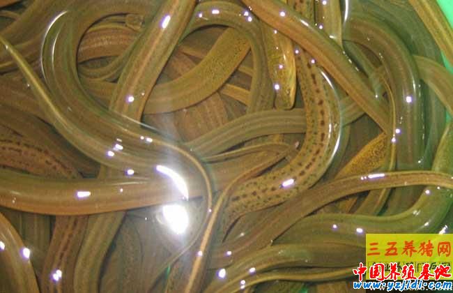 小池塘高密度養殖黃鱔的關鍵技術