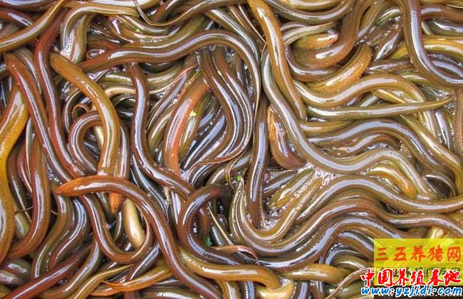 黃鱔每畝產多少斤
