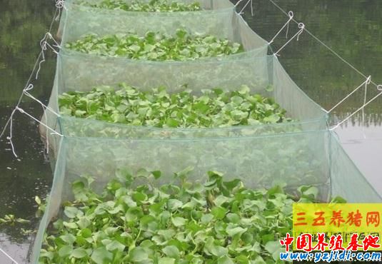 黃鱔養殖場網箱的架設方法