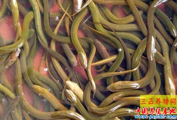 黃鱔養殖的春季管理要點