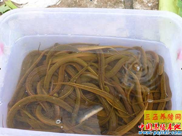 怎樣防治黃鱔腐皮病與爛尾病